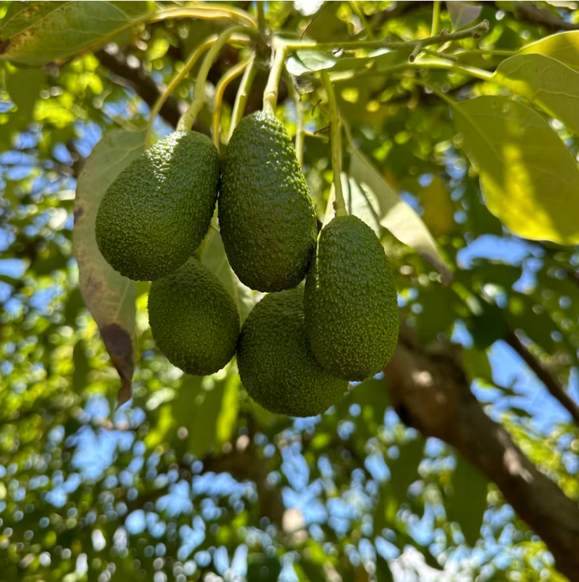 Vegetables and fruit growing on the property